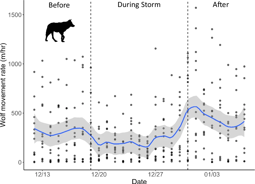 Wolf movement rates before, during, and after the storm.